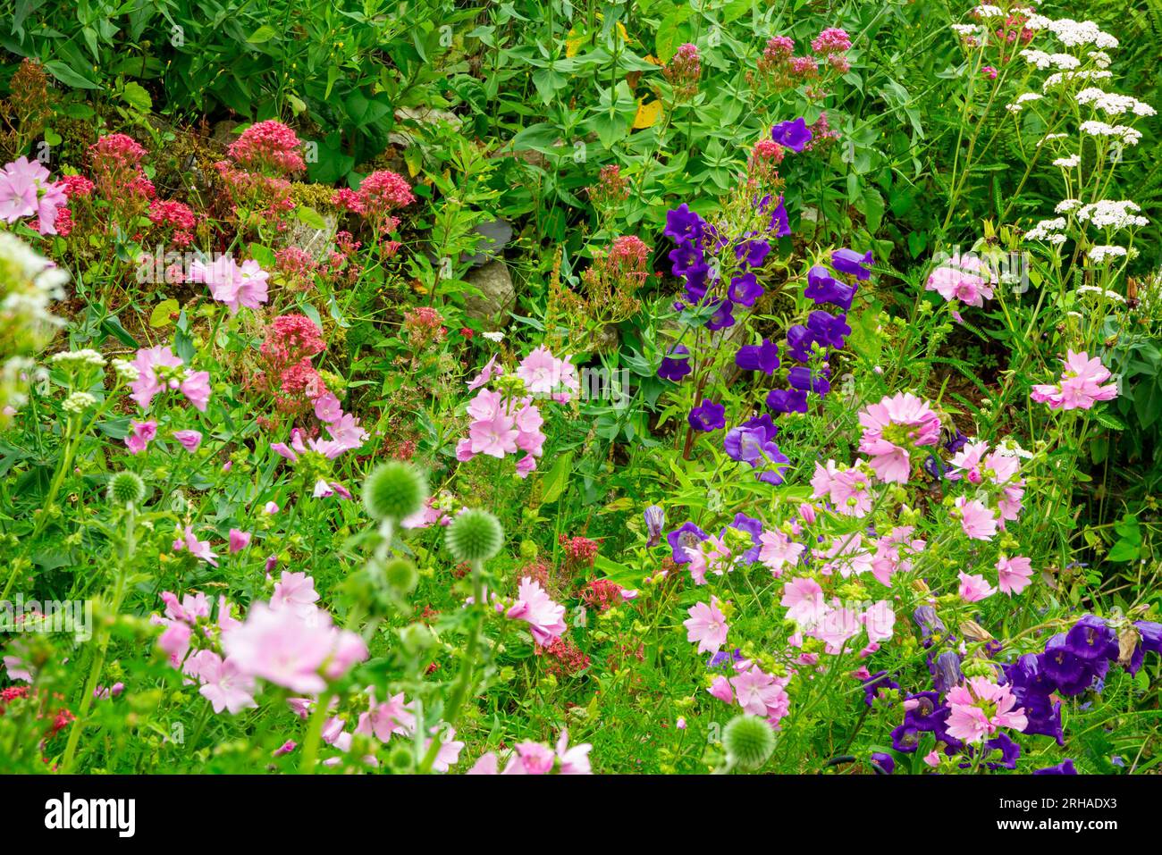 Giardino di cottage con piante di confine tra cui malva o malva e campanula o fiori di campanula in estate. Foto Stock