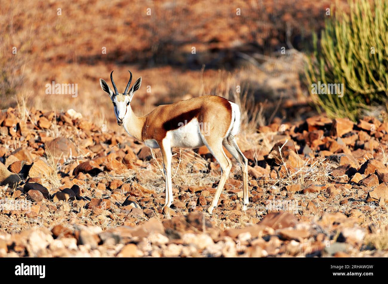 Namibia. Un'antilope springbok in natura. Regione di Kunene. Damaraland Foto Stock