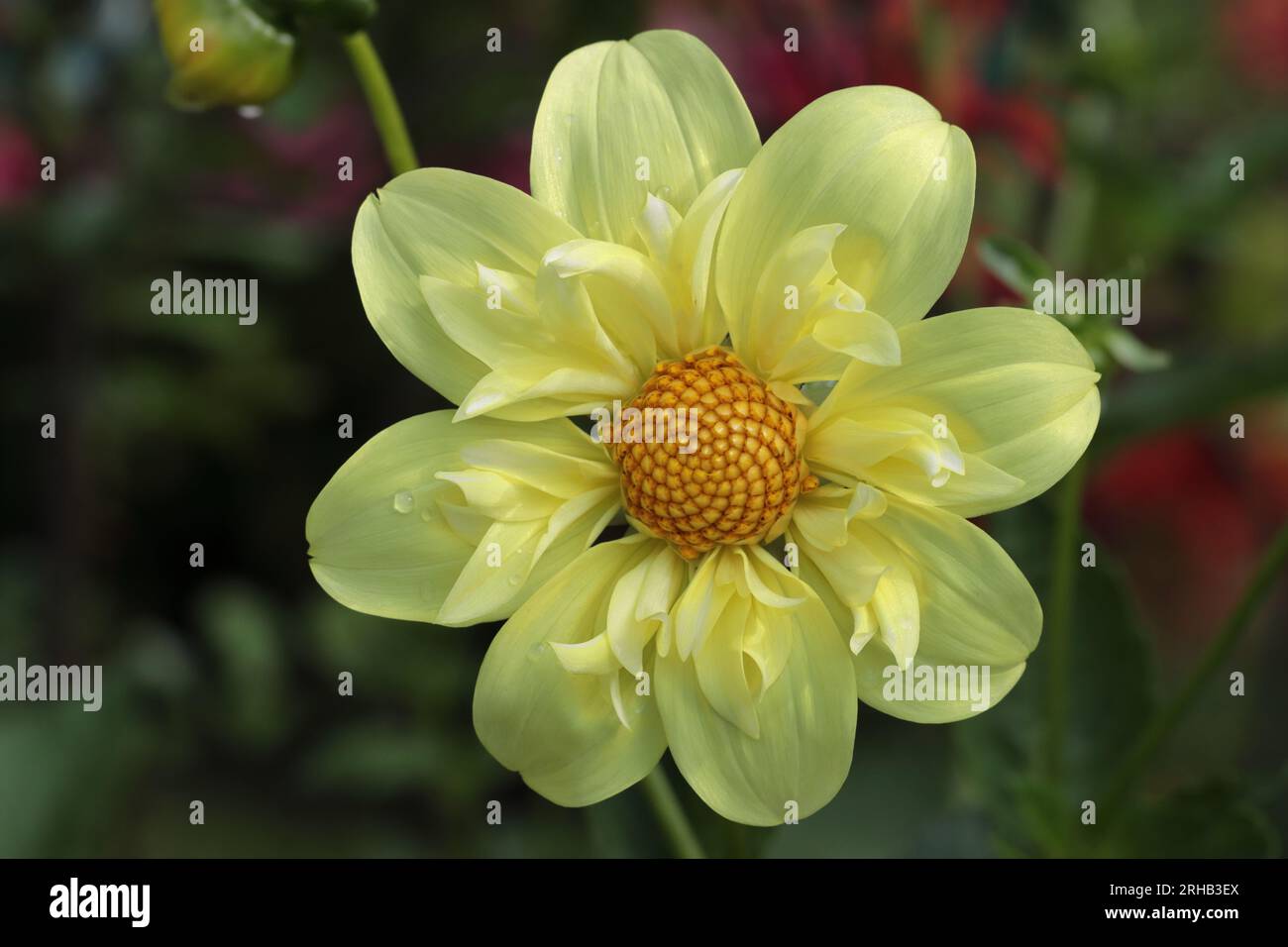Primo piano di una splendida Collerette dahlia color giallo limone con vista diretta sul centro del fiore Foto Stock