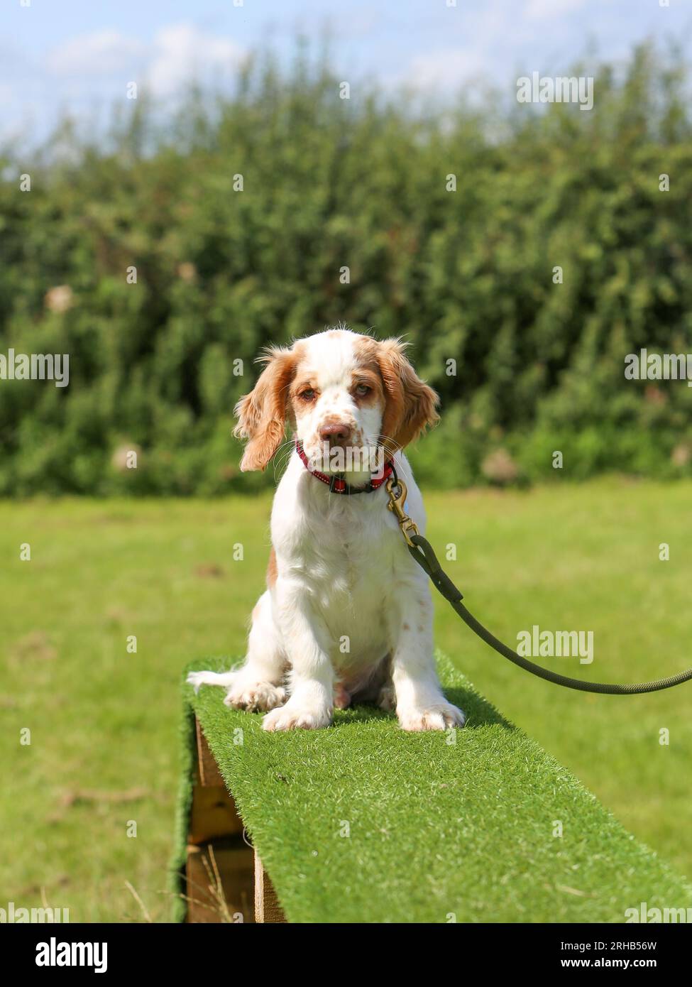 Cucciolo di Spaniel, girovagante, seduto su una passerella agilità Foto Stock