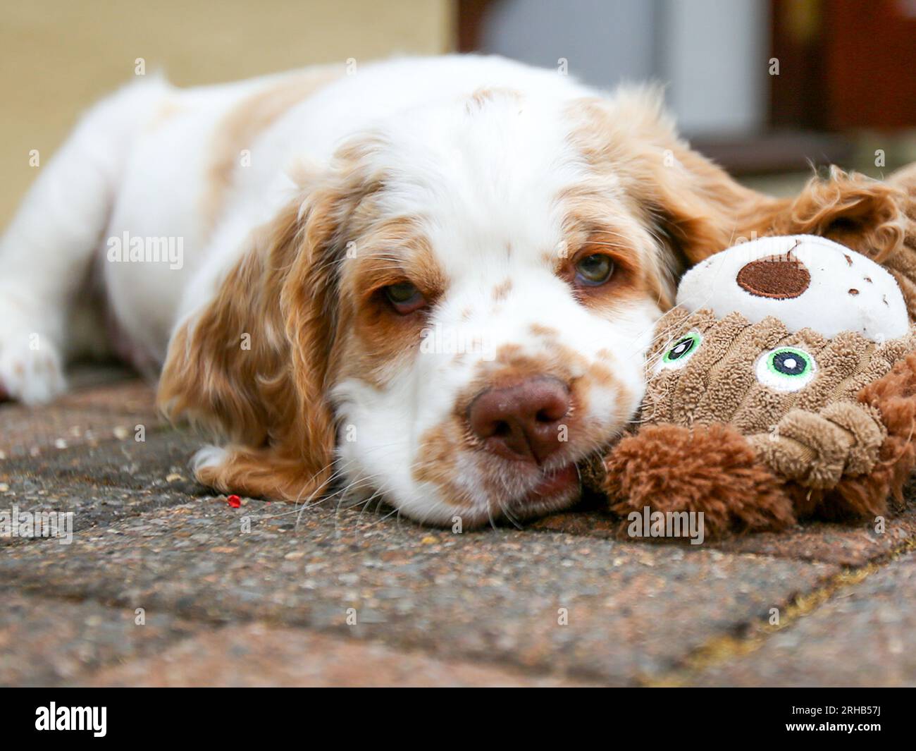 Cucciolo di Spaniel Clumber che impara a giocare con i giocattoli in giardino Foto Stock