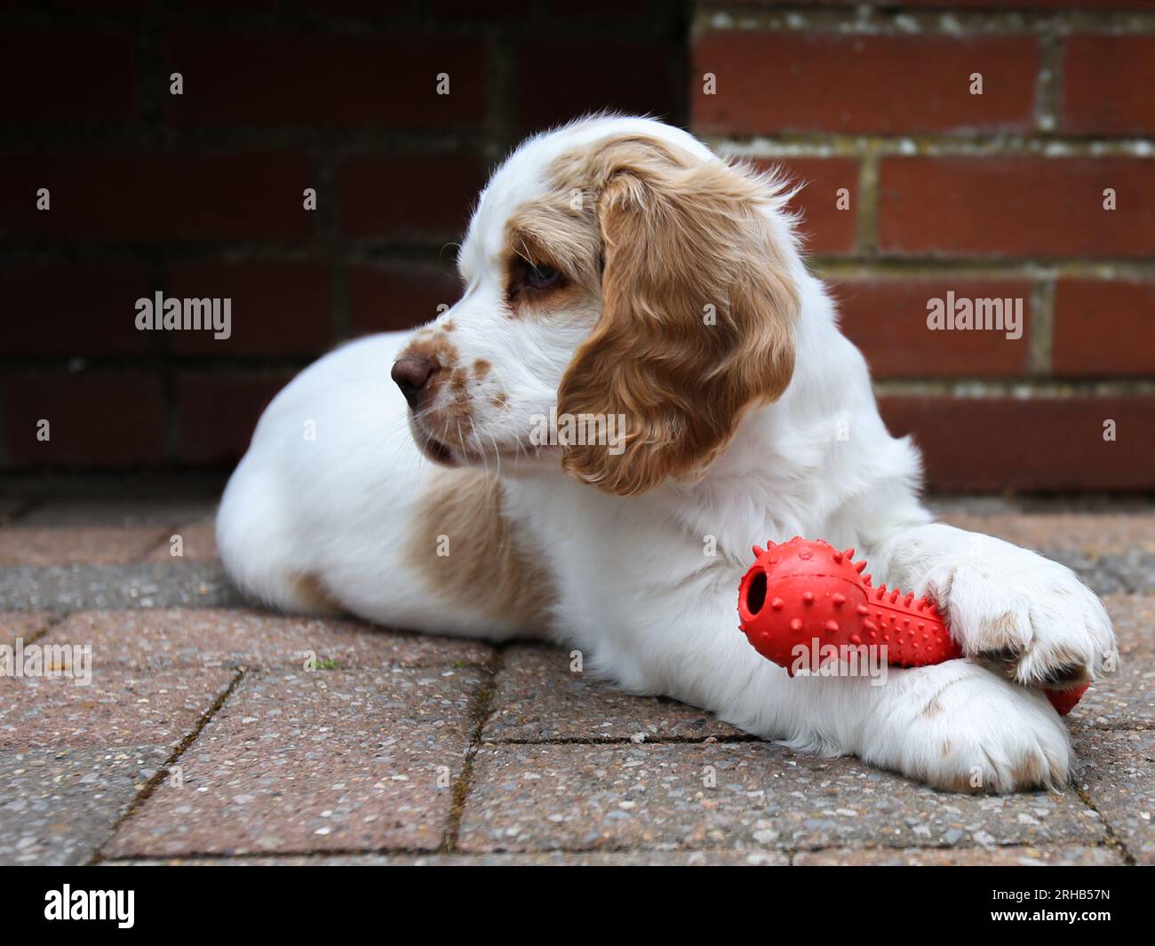 Cucciolo di Spaniel Clumber che impara a giocare con i giocattoli in giardino Foto Stock