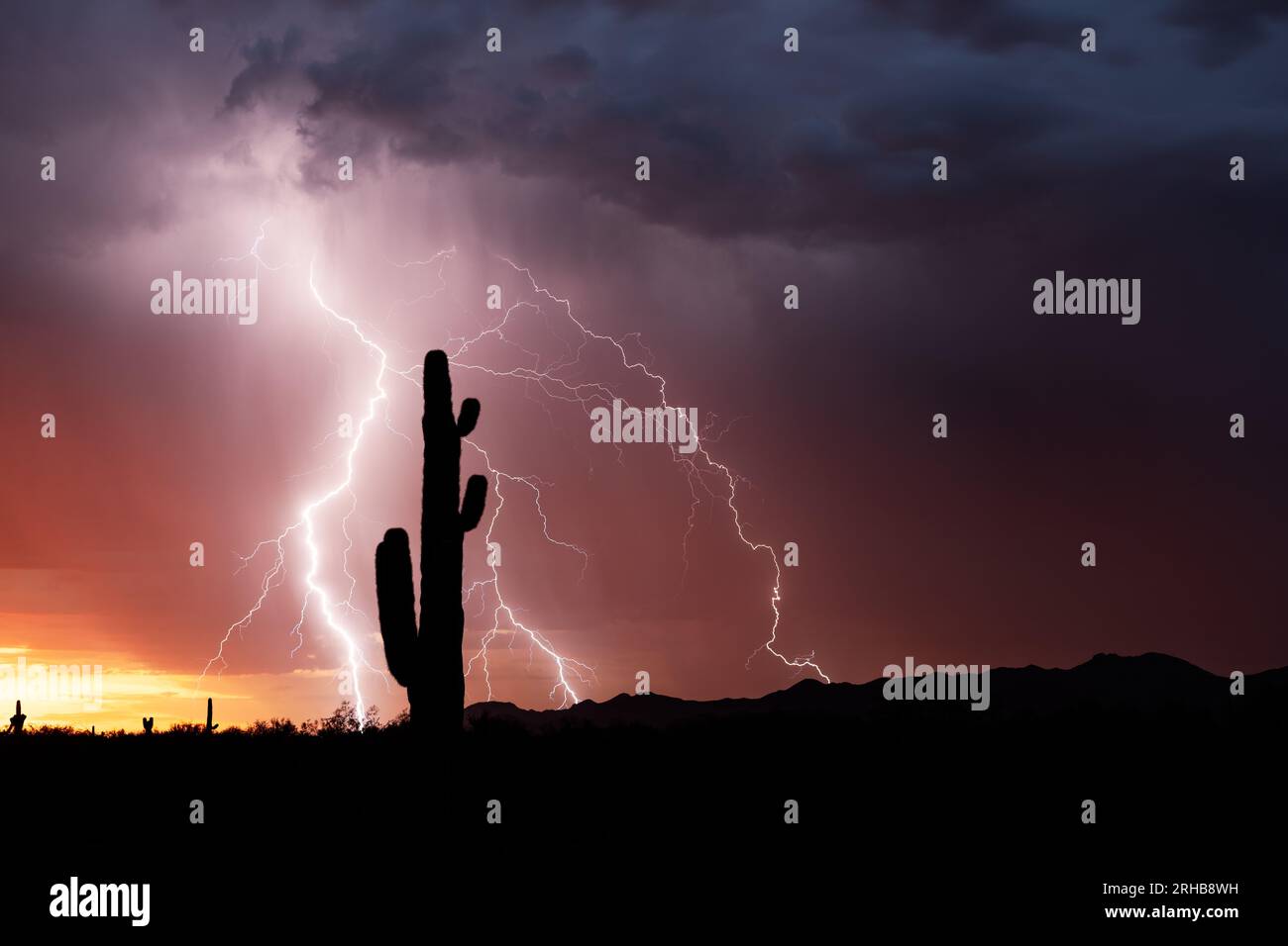 Fulmini e silhouette di Saguaro Cactus nel deserto vicino Tucson, Arizona Foto Stock