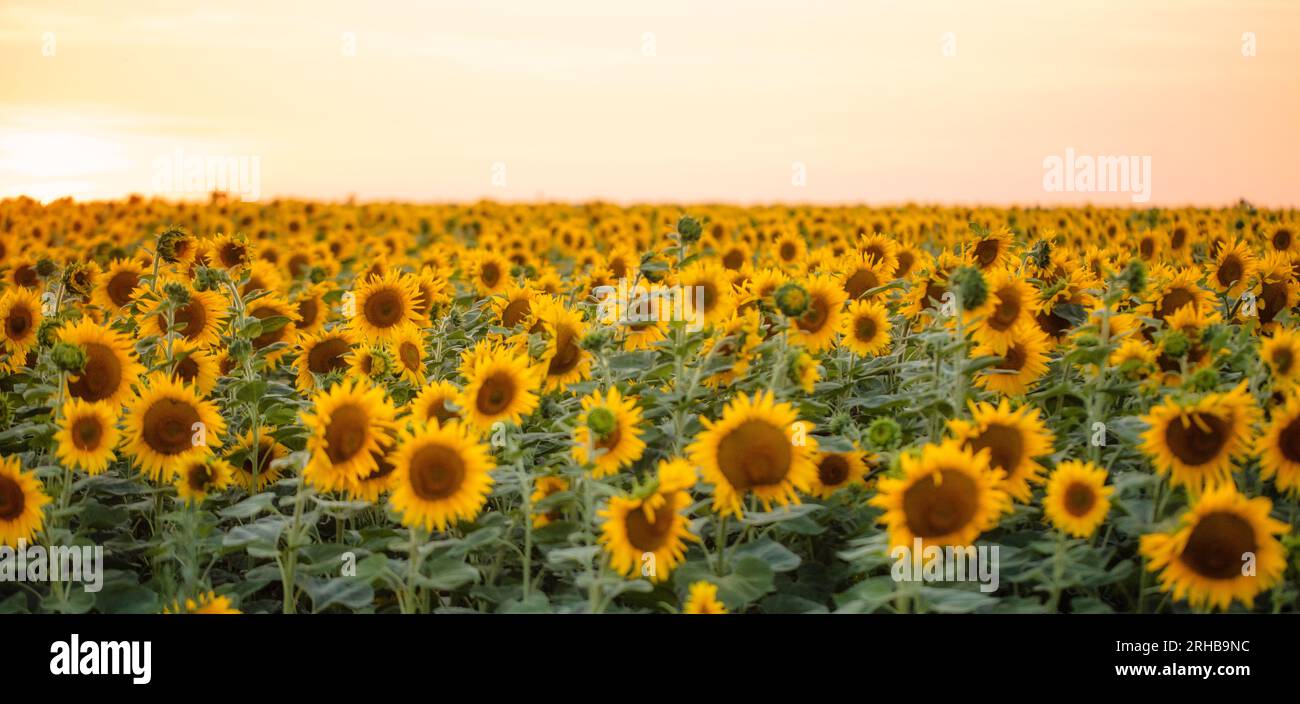 Arazzo di girasole: Arte della natura in mostra mentre la luce del giorno svanisce Foto Stock