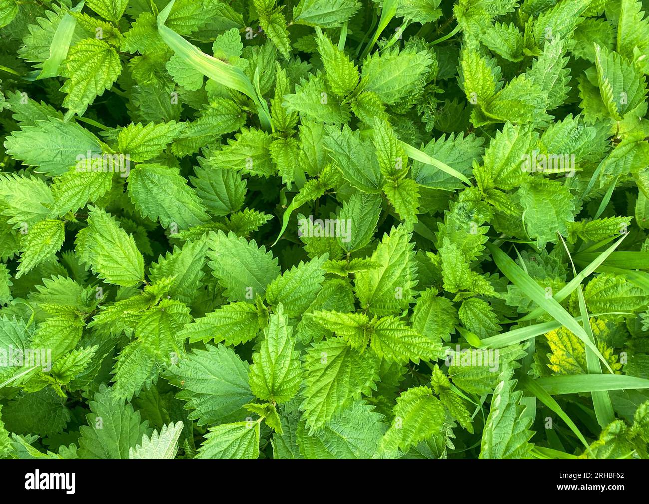Foto macro di ortica verde. Sfondo verde ortica. Foglie di ortica verde fresche. Motivo botanico. Spessore di ortiche. Foto Stock