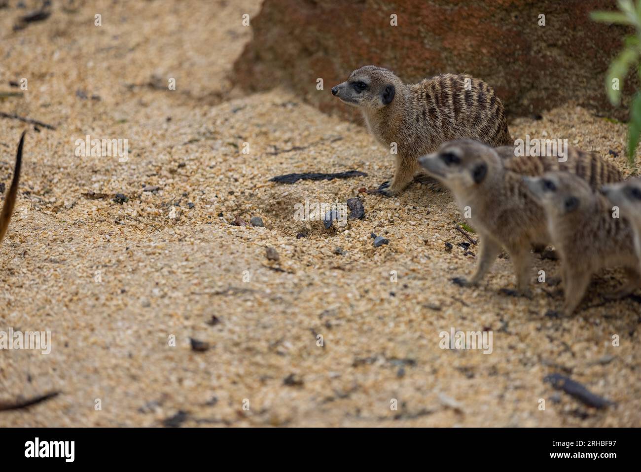 Ci sono così tanti simpatici meerkat in un unico posto. Corrono e giocano insieme nella sabbia. Un altro meerkat si trova in piedi e si guarda intorno per qualche pericoloso. Foto Stock