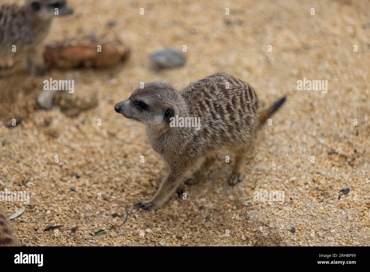 Ci sono così tanti simpatici meerkat in un unico posto. Corrono e giocano insieme nella sabbia. Un altro meerkat si trova in piedi e si guarda intorno per qualche pericoloso. Foto Stock