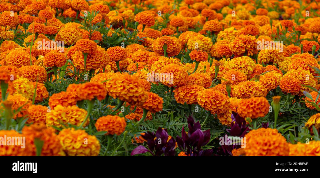 Nel giardino ci sono tantissimi bellissimi fiori di calendula arancioni. Messicano, azteco o africano (Tagetes erecta). Sfondo a colori misti Marigolds. Foto Stock