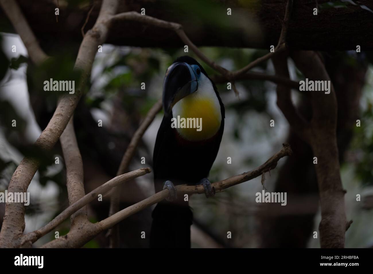 Un pappagallo colorato e sorprendente seduto su un albero e ghiacciante. Colori meravigliosi come arancione, blu, giallo, bianco e verde in questo uccello. Foto Stock