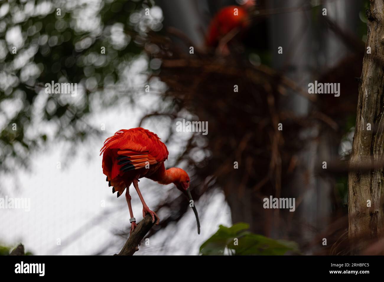 Un incredibile uccello colorato è seduto su un albero e si lava il corpo. Meravigliosi uccelli rossi e arancioni in amazzonia, Brasile. Foto Stock