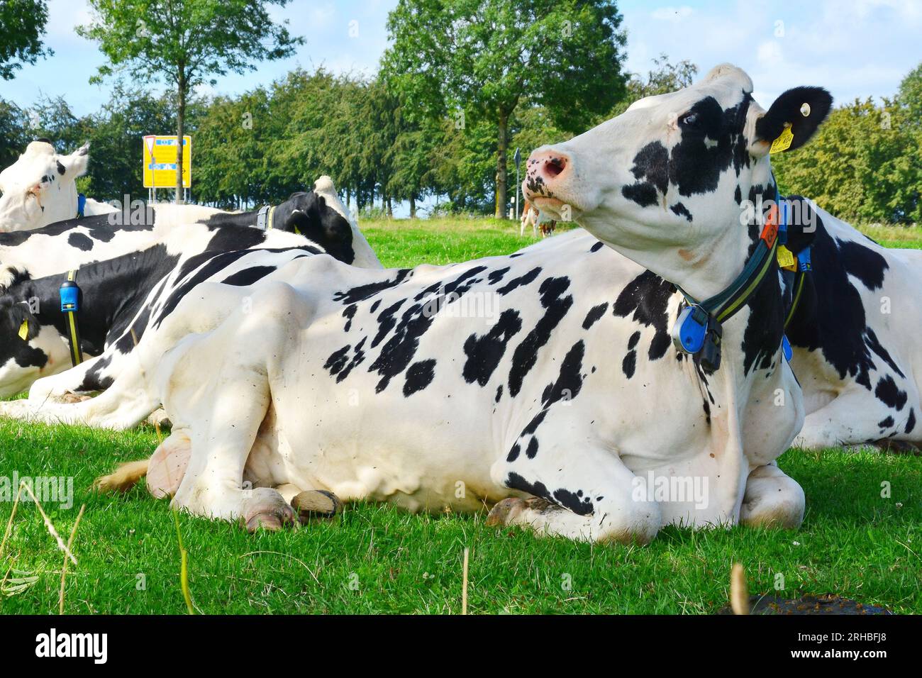 I bovini bianchi e neri sono bovini allevati per la capacità di produrre grandi quantità di latte. Foto Stock