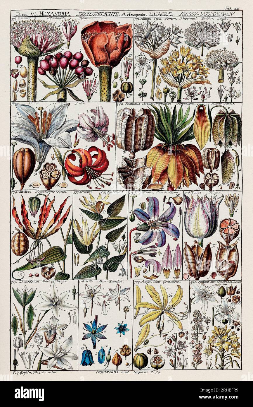Illustrazione botanica vintage. Grafico botanico del XVIII secolo: Classificazione delle piante di Linneo in una targa didattica del 1795. Foto Stock