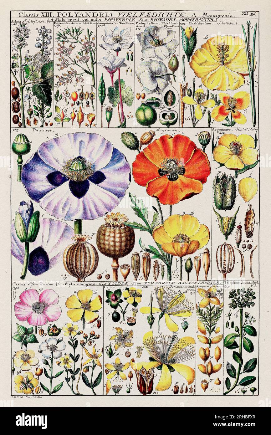 Illustrazione botanica vintage. Grafico botanico del XVIII secolo: Classificazione delle piante di Linneo in una targa didattica del 1795. Foto Stock