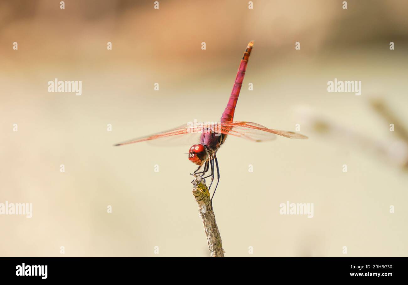 Ampia scarlet, comune scarlet-darter, scarlet darter, Crocothemis erythraea, dragonfly, Andalusia, Spagna. Foto Stock