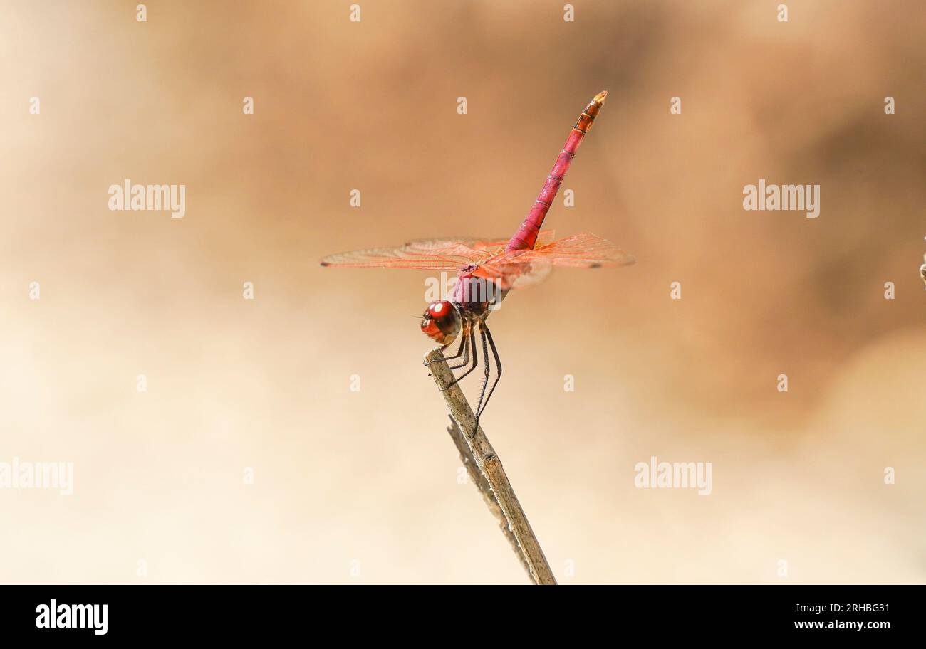 Ampia scarlet, comune scarlet-darter, scarlet darter, Crocothemis erythraea, dragonfly, Andalusia, Spagna. Foto Stock