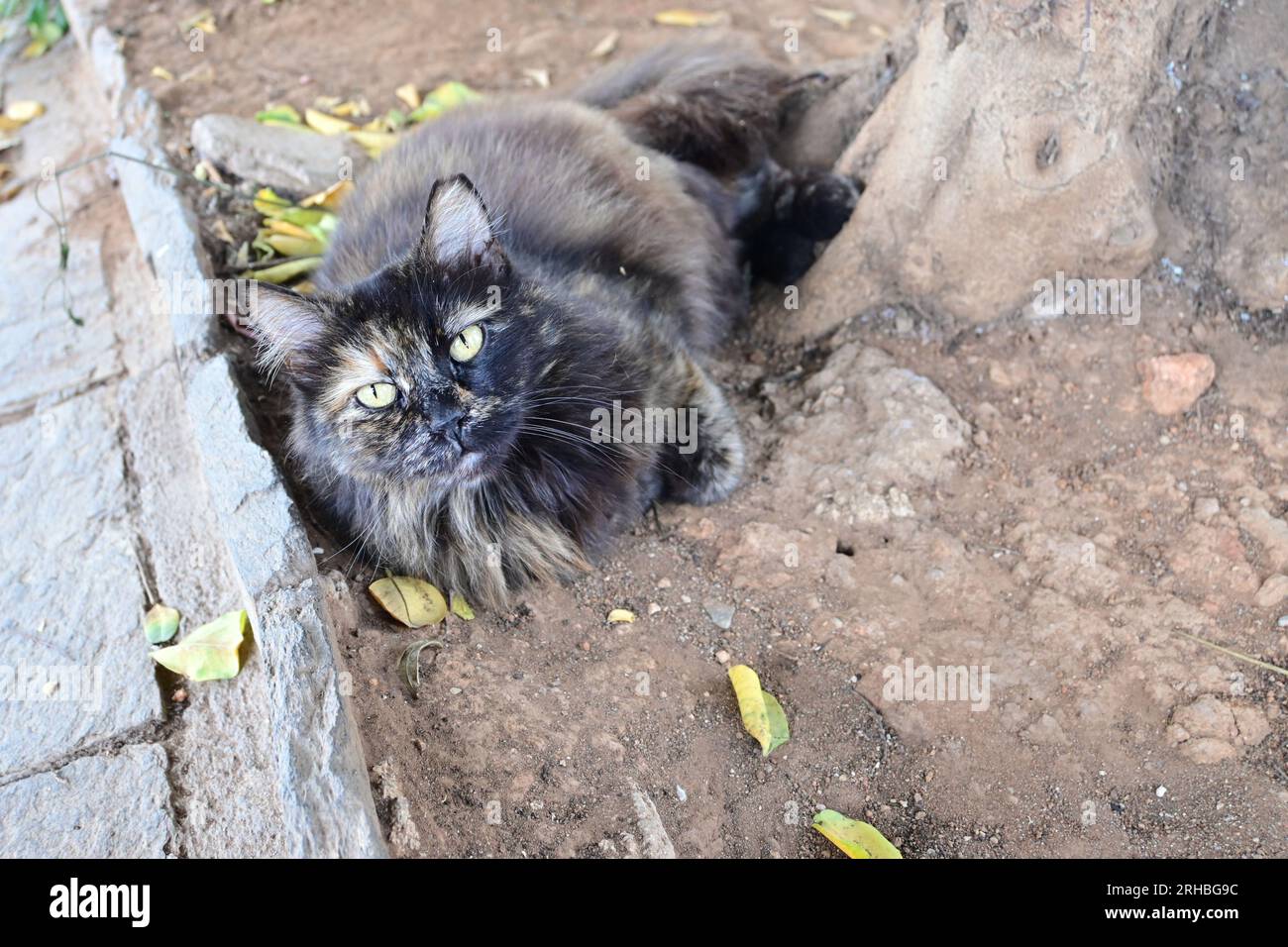 Cat nel distretto di Plaka, Athens City Center, Grecia Foto Stock
