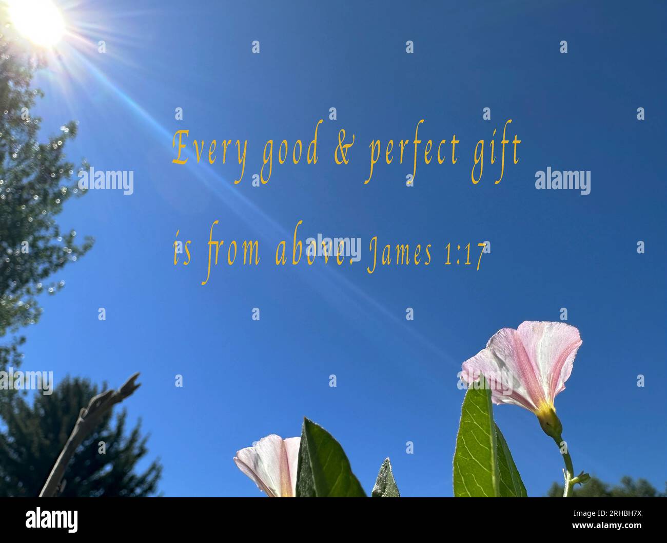 Il versetto della Bibbia è James 1, ogni dono buono e perfetto è dall'alto. Lo sfondo è un cielo blu con scoppi di sole e un colpo di luce fino alle piante gloriose del mattino. Foto Stock