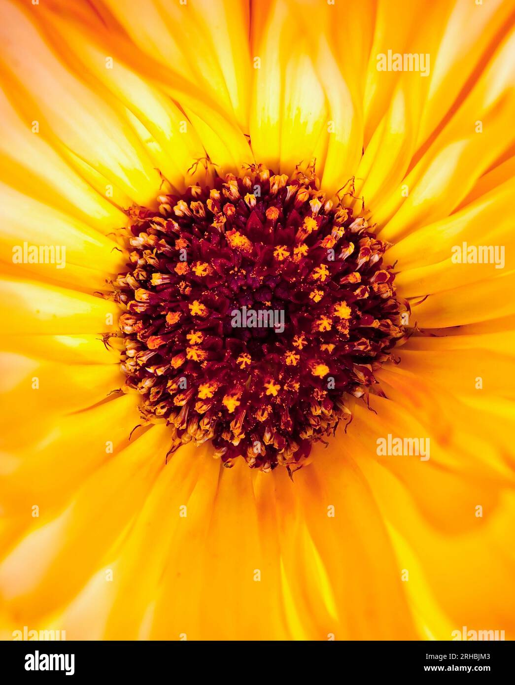 Pot Marigold da vicino Foto Stock