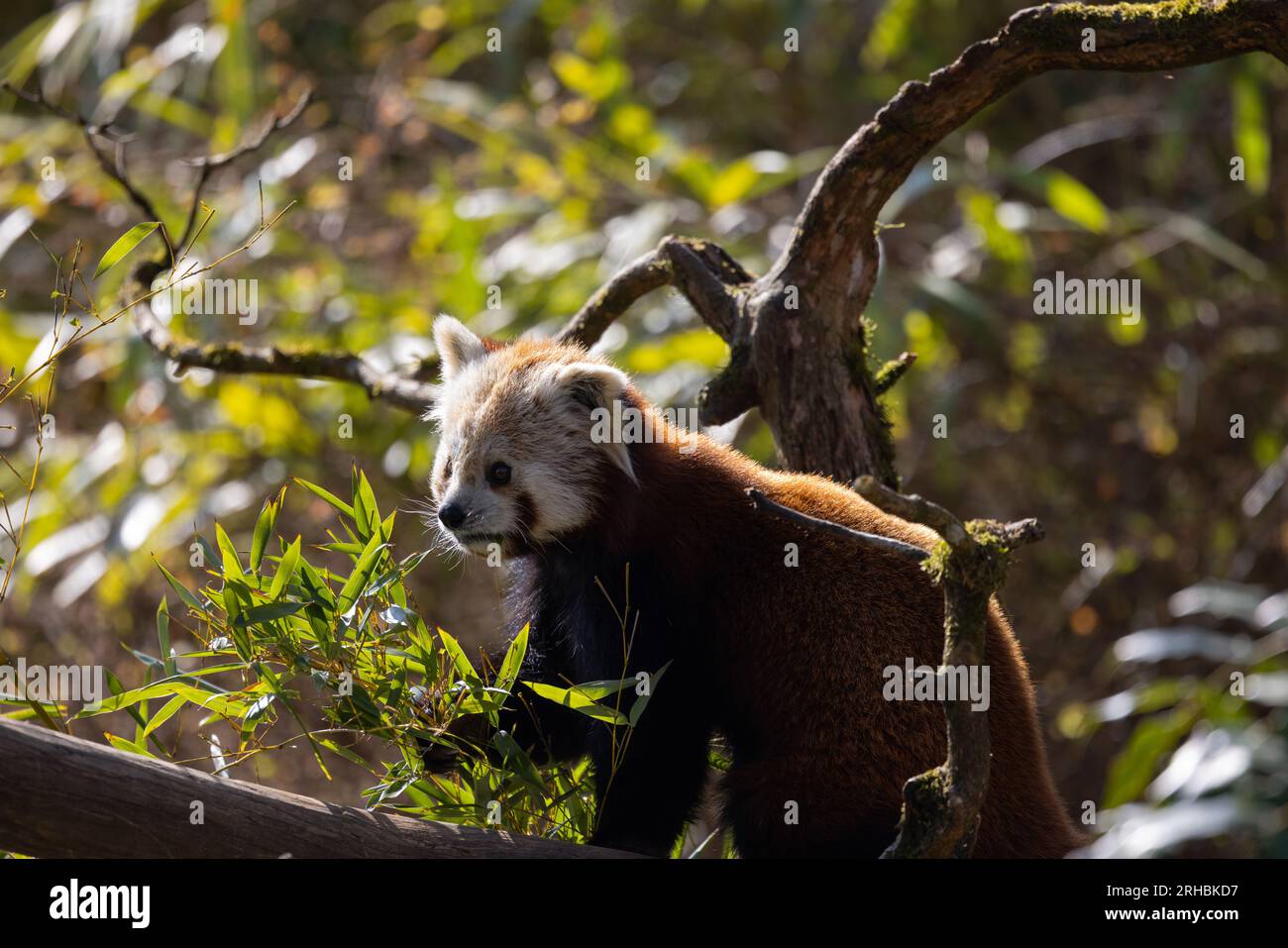 Per bere, il panda rosso immerge la zampa in una pozzanghera o ruscello e poi lecca l'acqua dalla zampa. Lui si spoglia la pelliccia come un gatto. Foto Stock