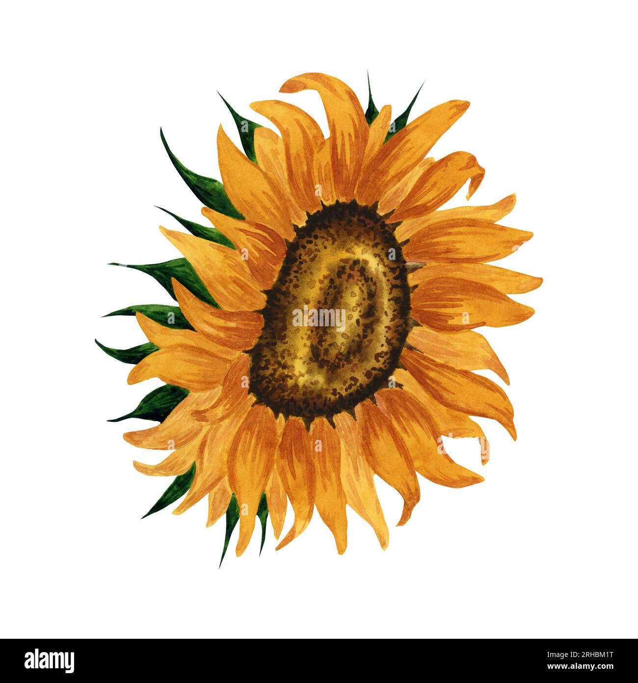 Luminoso girasole ad acquerello isolato su sfondo bianco. Illustrazione botanica disegnata a mano. Per cartoline, saluti, logo, sfondo, motivo. Foto Stock
