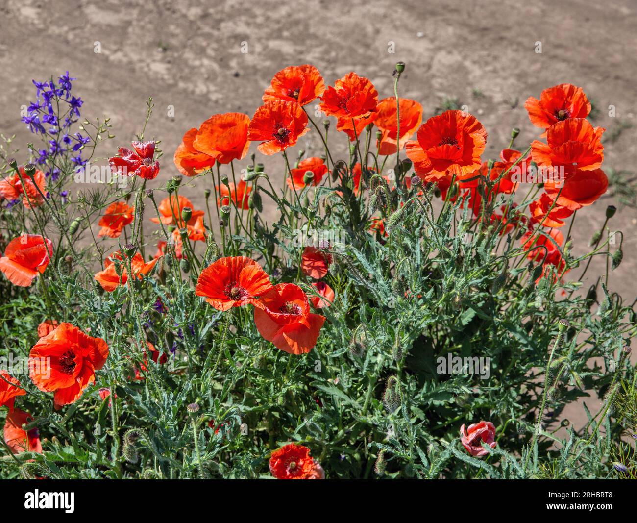 papaveri rossi selvatici che fioriscono sul campo in primo piano Foto Stock
