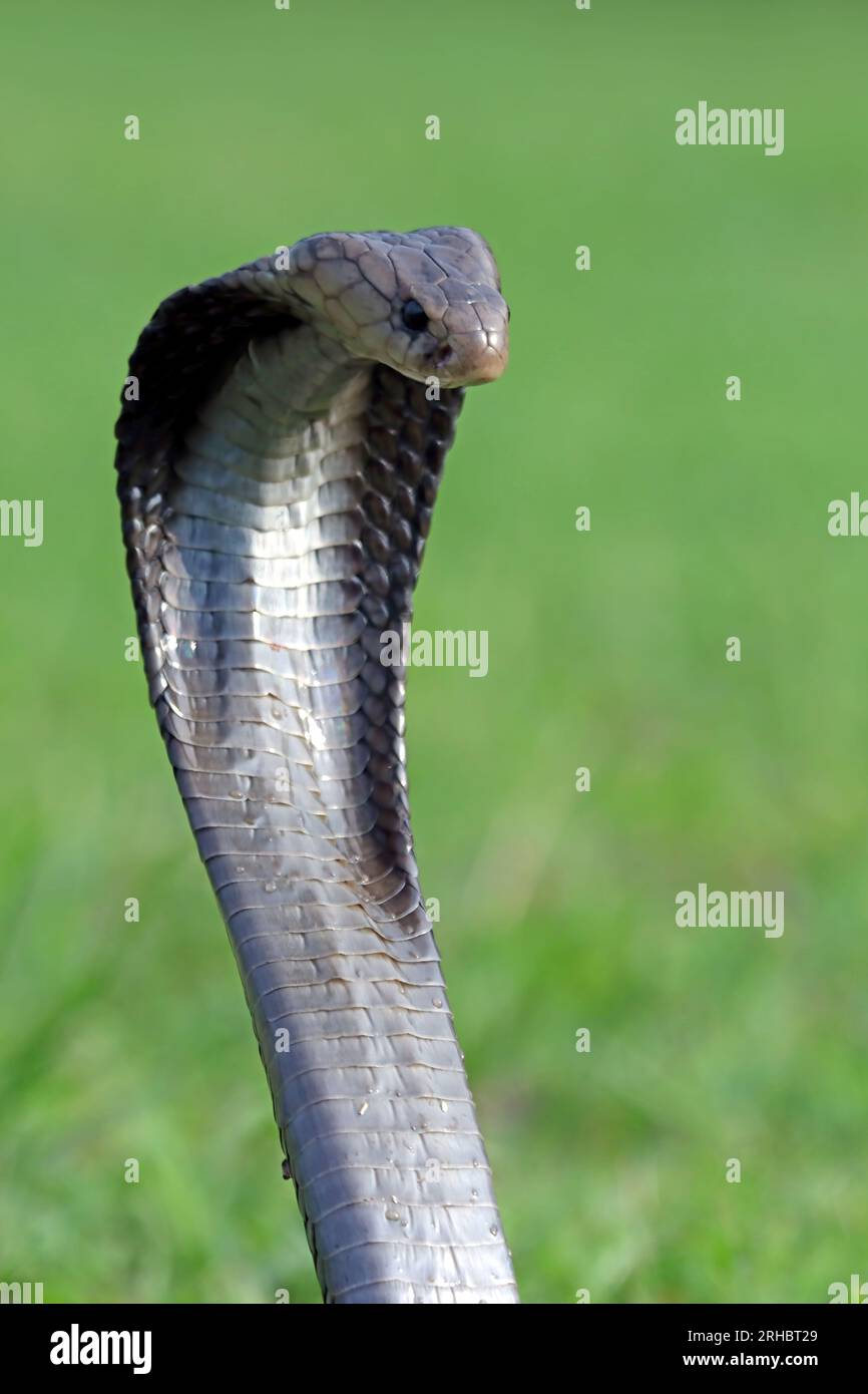 Cobra di Javan (Naja sputatrix) pronto a colpire, Indonesia Foto Stock