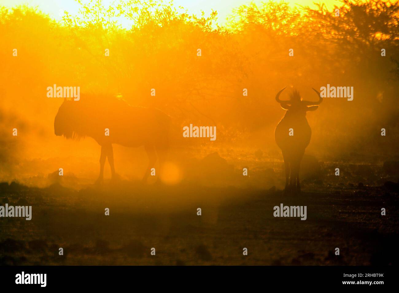 Sagoma di due GNU al tramonto, parco nazionale di Etosha, Namibia Foto Stock