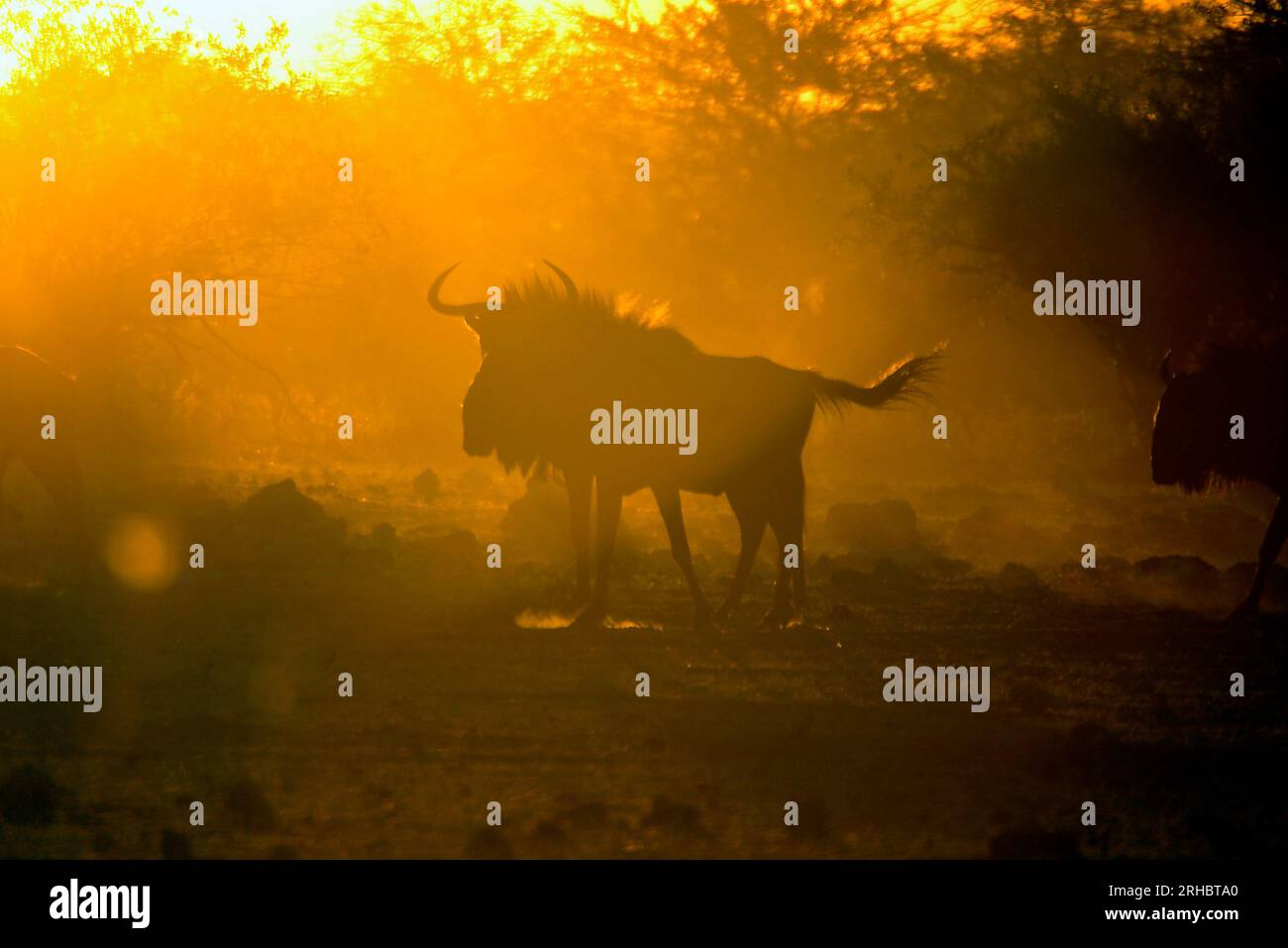 Silhouette di un GNU al tramonto, parco nazionale di Etosha, Namibia Foto Stock