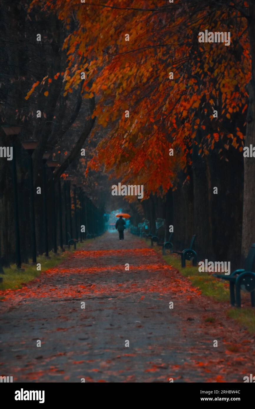 Vista posteriore di una persona che cammina lungo una strada alberata in autunno, Alessandria, Piemonte, Italia Foto Stock