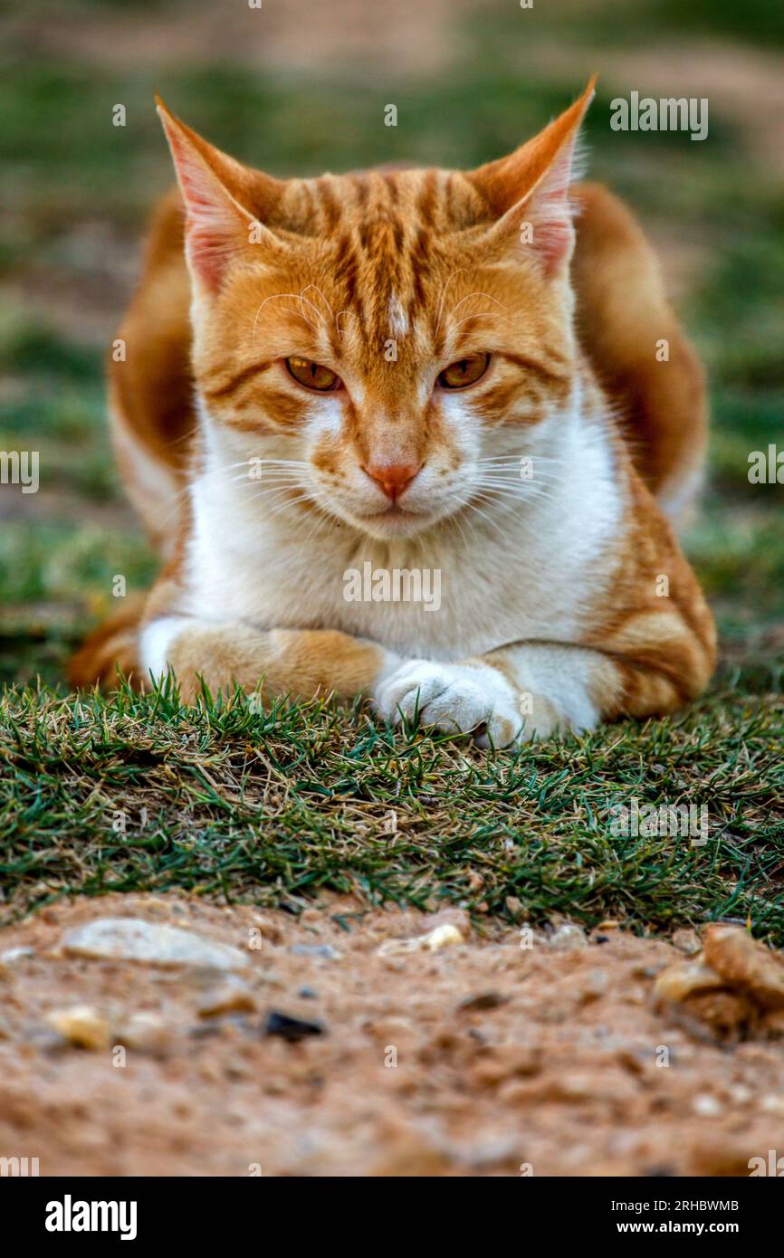 Primo piano di un gatto zenzero sdraiato sull'erba Foto Stock
