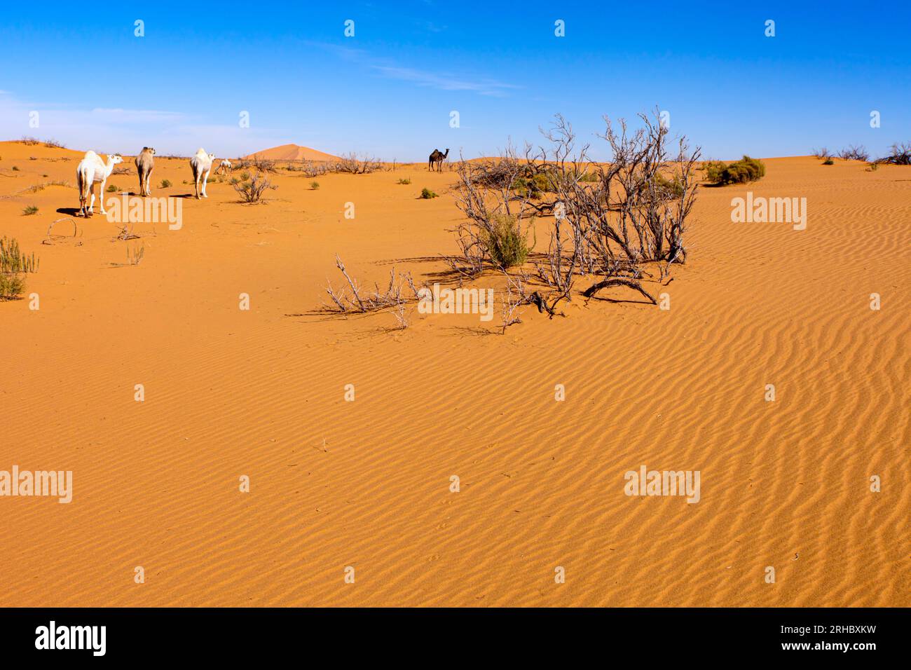 Quattro cammelli che camminano nel paesaggio desertico, Arabia Saudita Foto Stock