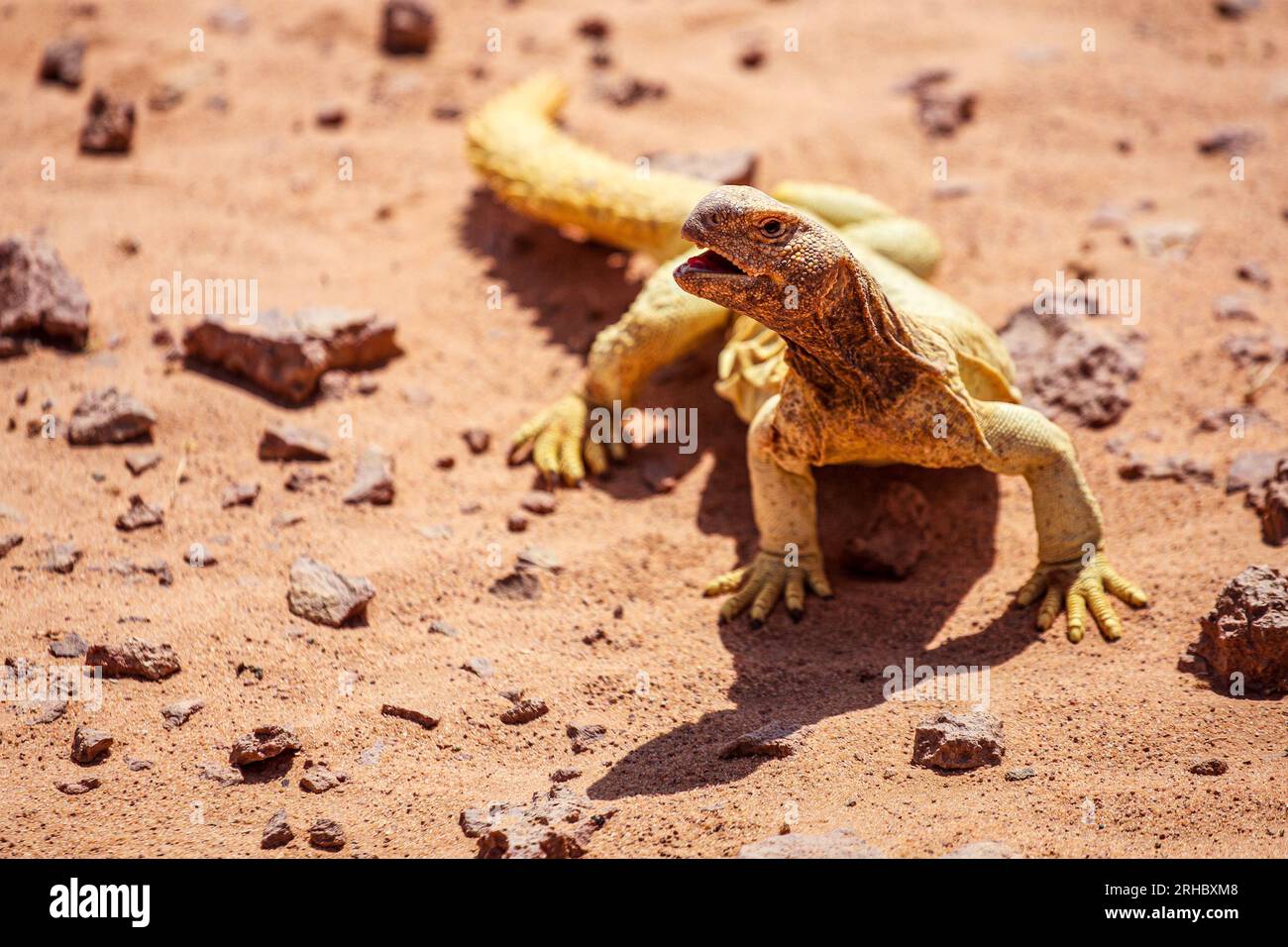 Lucertola dalla coda spinosa nel deserto, in Arabia Saudita Foto Stock