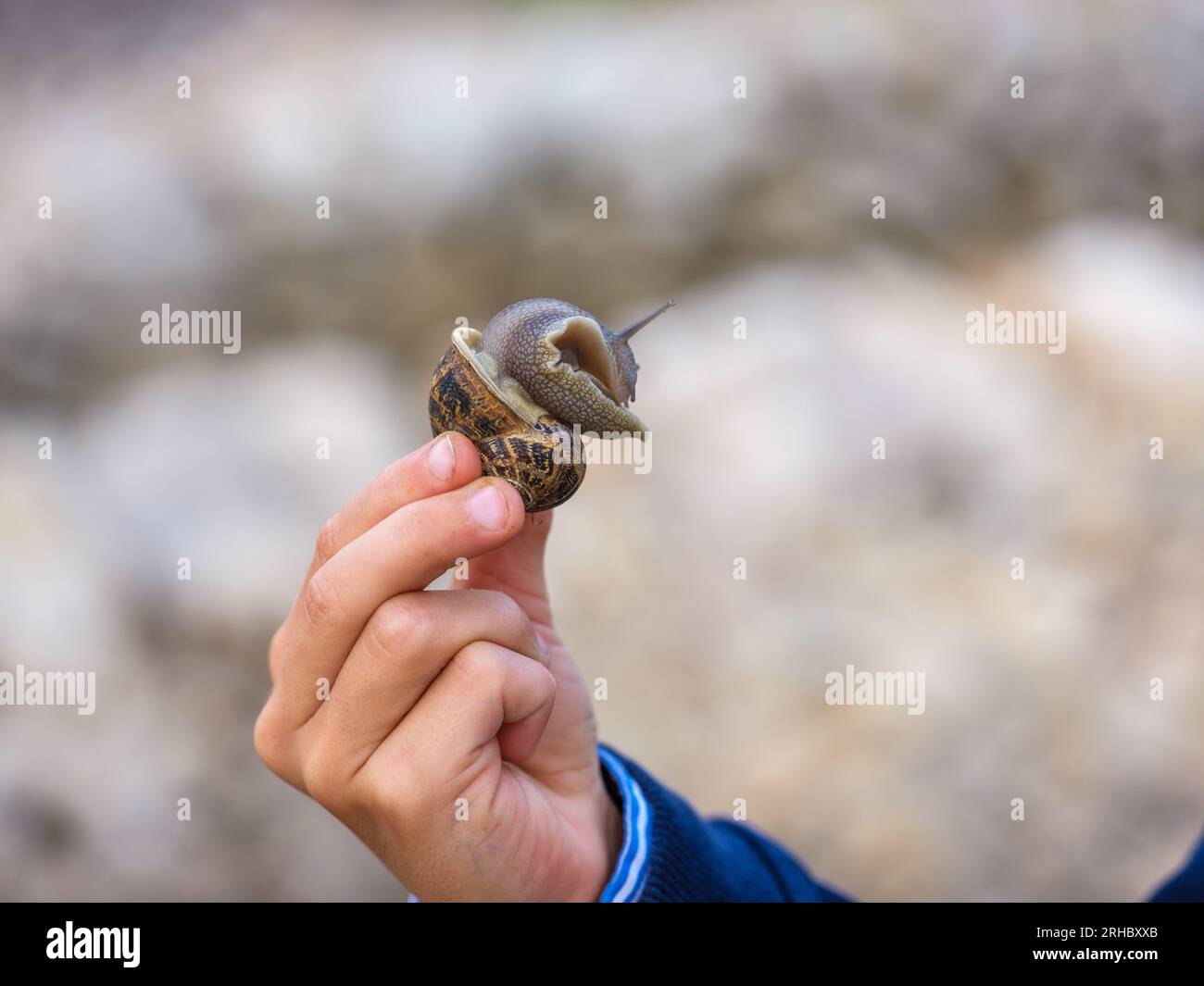 Mano di un maschio irriconoscibile che mostra una grande lumaca marrone su sfondo naturale sfocato Foto Stock