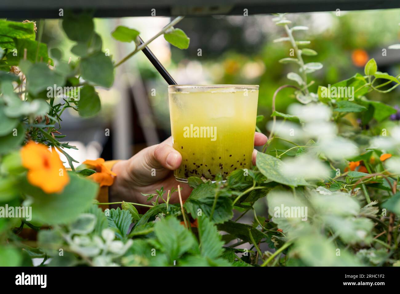 Primo piano di una donna all'aperto che tiene un kiwi verde e un cocktail di basilico Foto Stock