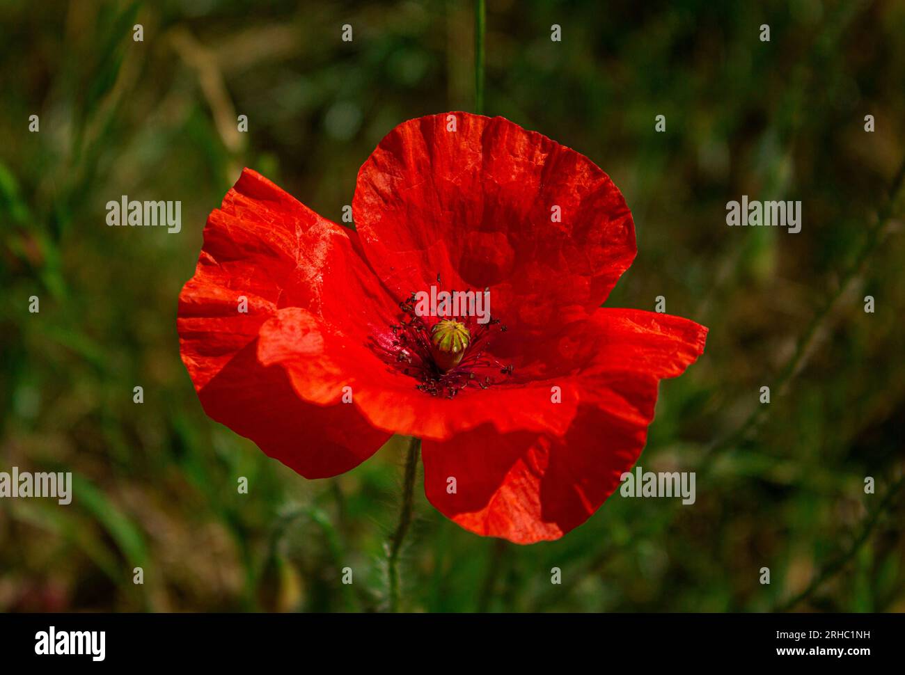 Fiore di papavero rosso brillante sullo sfondo verde in una giornata di sole. Un fiore rosso di papavero di mais (Papaver Rhoeas). Foto Stock