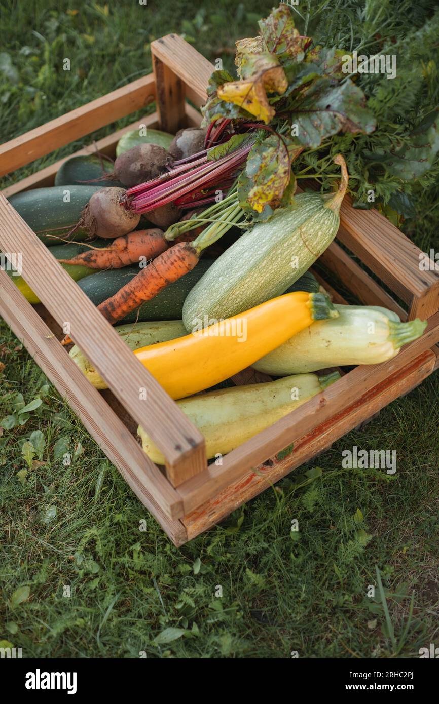 Primo piano di una cassa di carote, barbabietole e zucchine appena raccolte in un cesto sull'erba Foto Stock