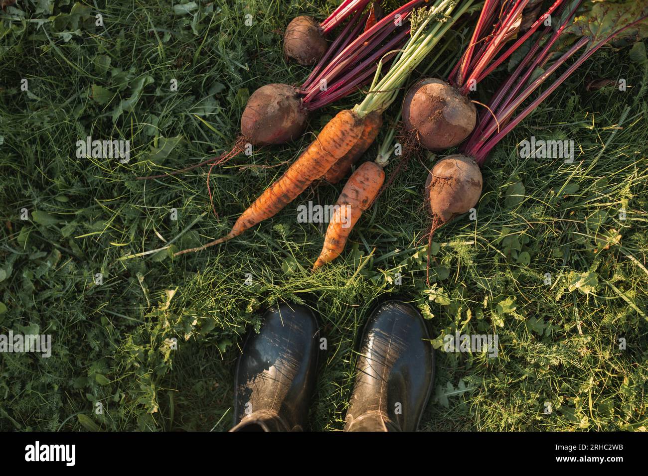 Vista dall'alto di una persona in piedi sull'erba davanti a carote e barbabietole appena raccolte Foto Stock