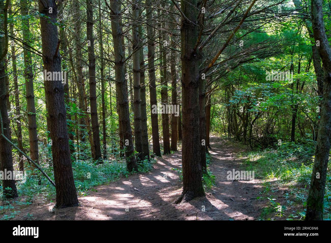 Due percorsi paralleli che corrono vicino a grandi abeti in una foresta di abeti rossi Foto Stock