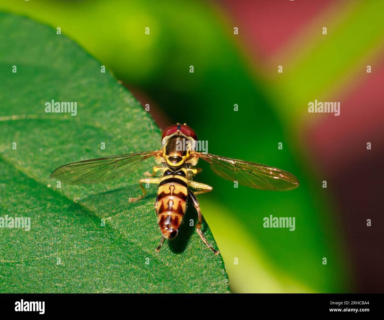 Hoverfly appollaiato su foglie di pepe Foto Stock