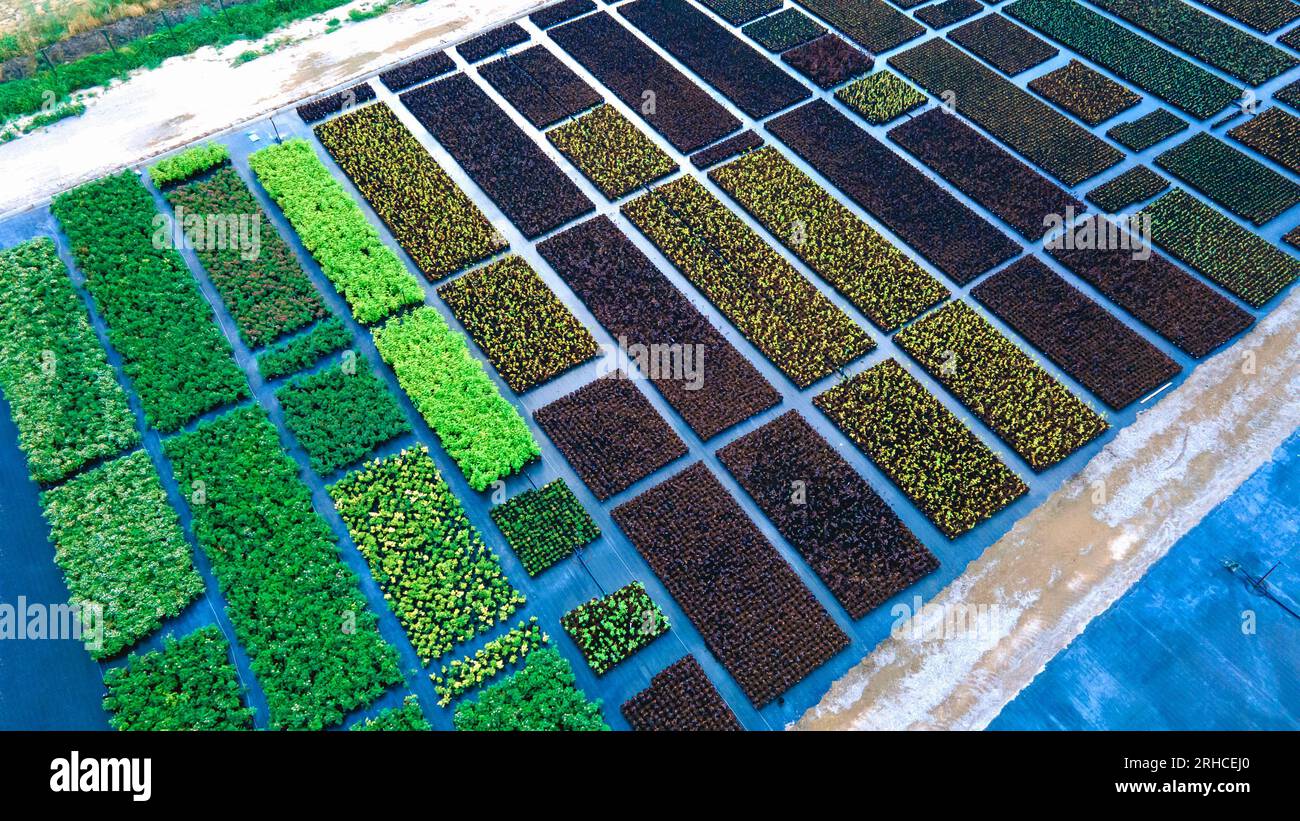 Germogliare le piantine di fiori in vasi all'esterno. Attività agricole. Vista dall'alto Foto Stock