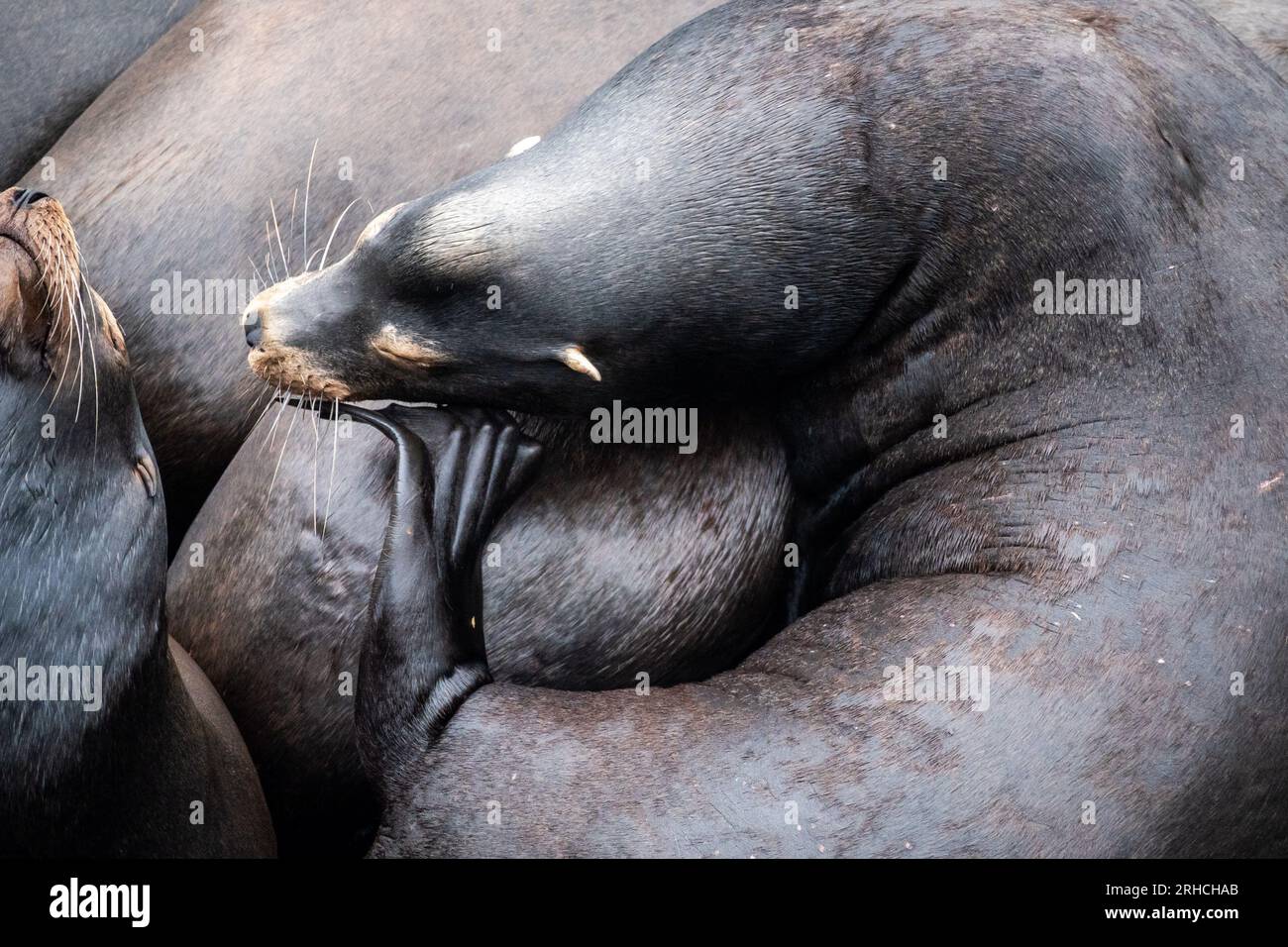 Sea Lions a Newport, OREGON, primavera 2022 Foto Stock