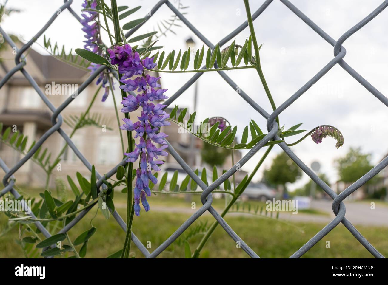 Fiori a forma di cono viola in un giardino con edificio sfocato e recinzione sullo sfondo - bassa profondità di campo - i fiori sono coneflowers viola o. Foto Stock