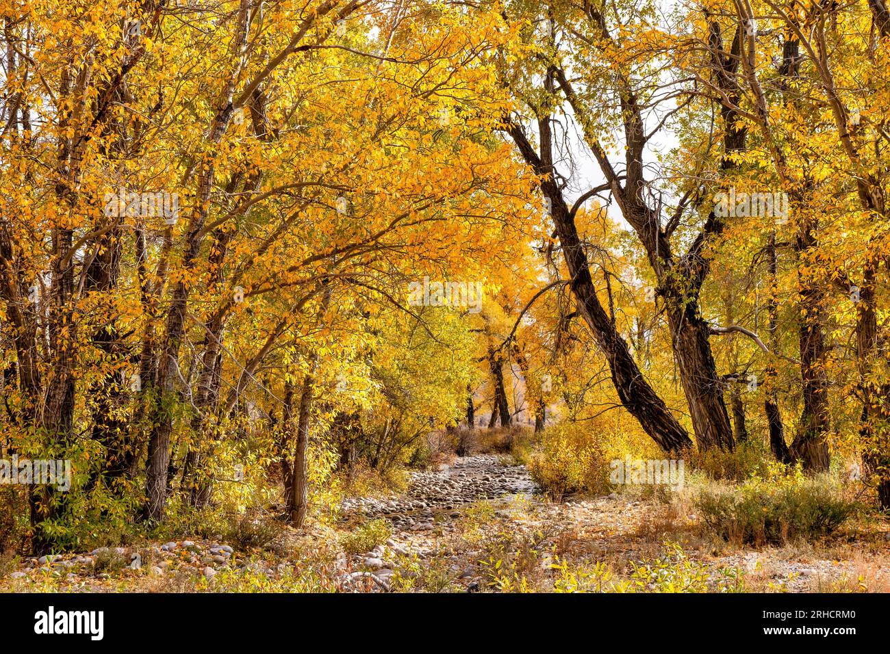 Una splendida foresta dai colori colorati delle foglie autunnali, nel Grand Teton National Park, Wyoming, USA. Foto Stock
