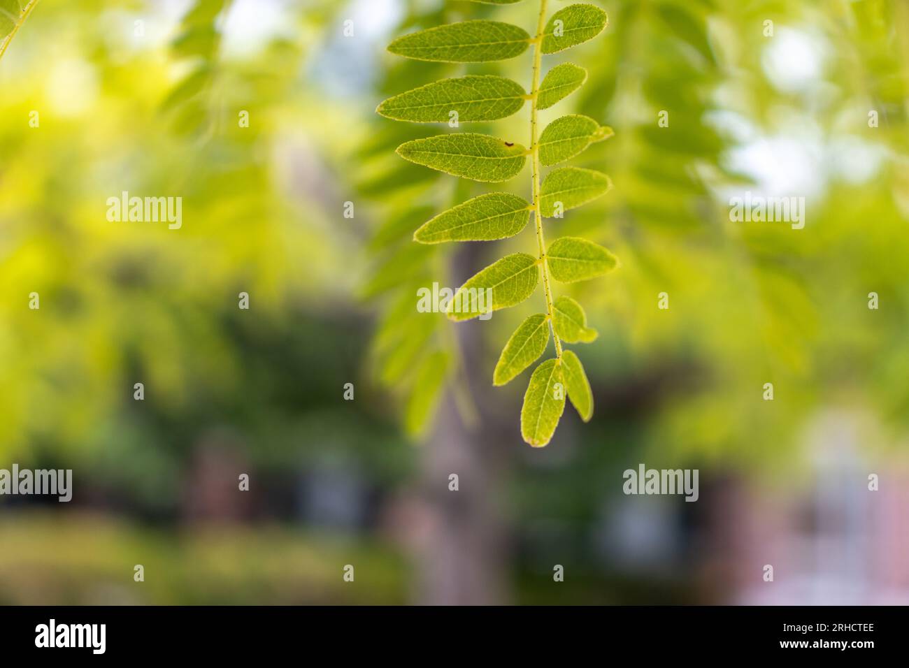 Primo piano del ramo verde a foglia - alternanza di foglie oblunghe - sfondo verde sfocato e marrone - luce naturale Foto Stock