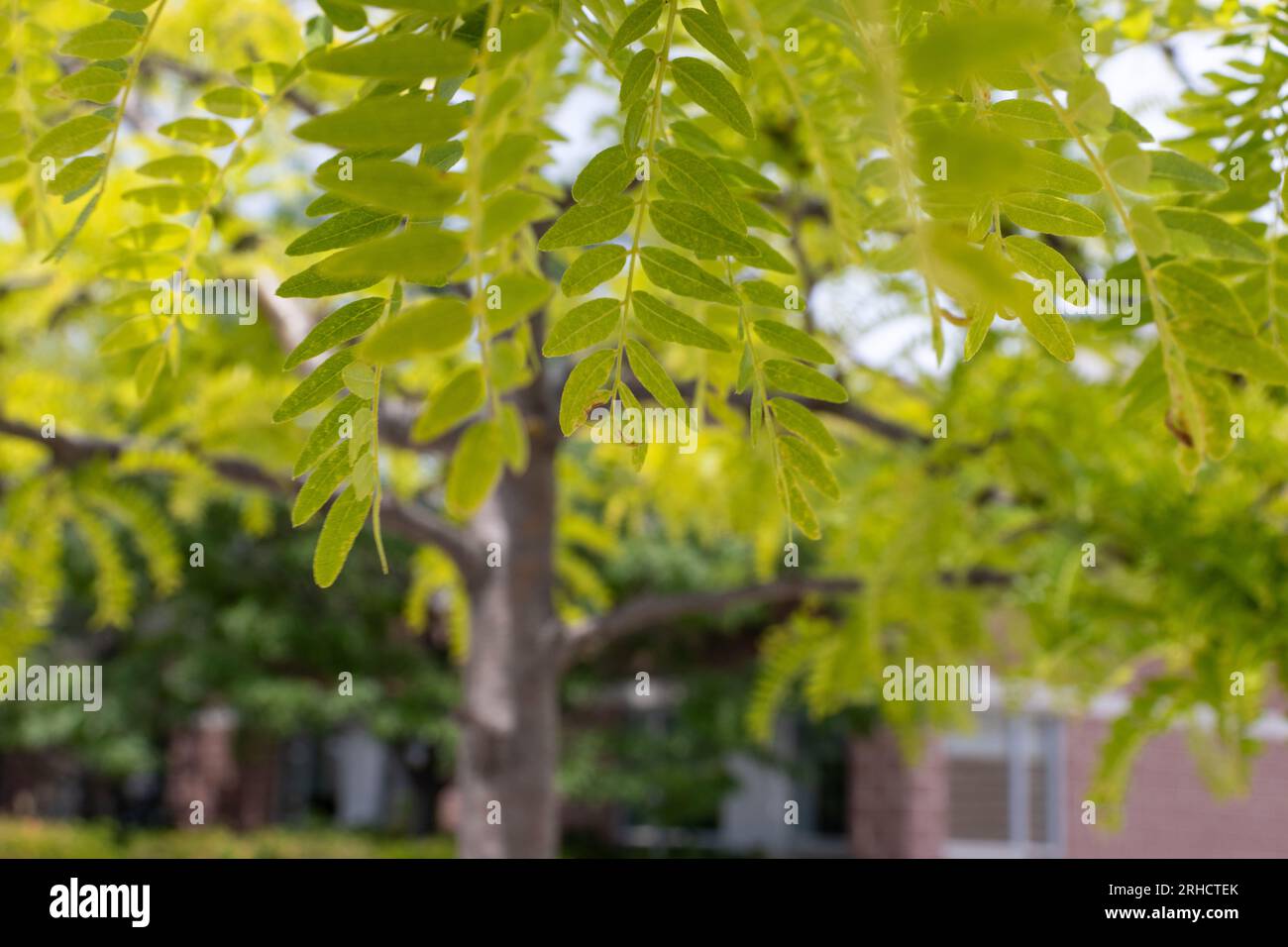 Primo piano del ramo verde a foglia - alternanza di foglie oblunghe - sfondo verde sfocato e marrone - luce naturale Foto Stock