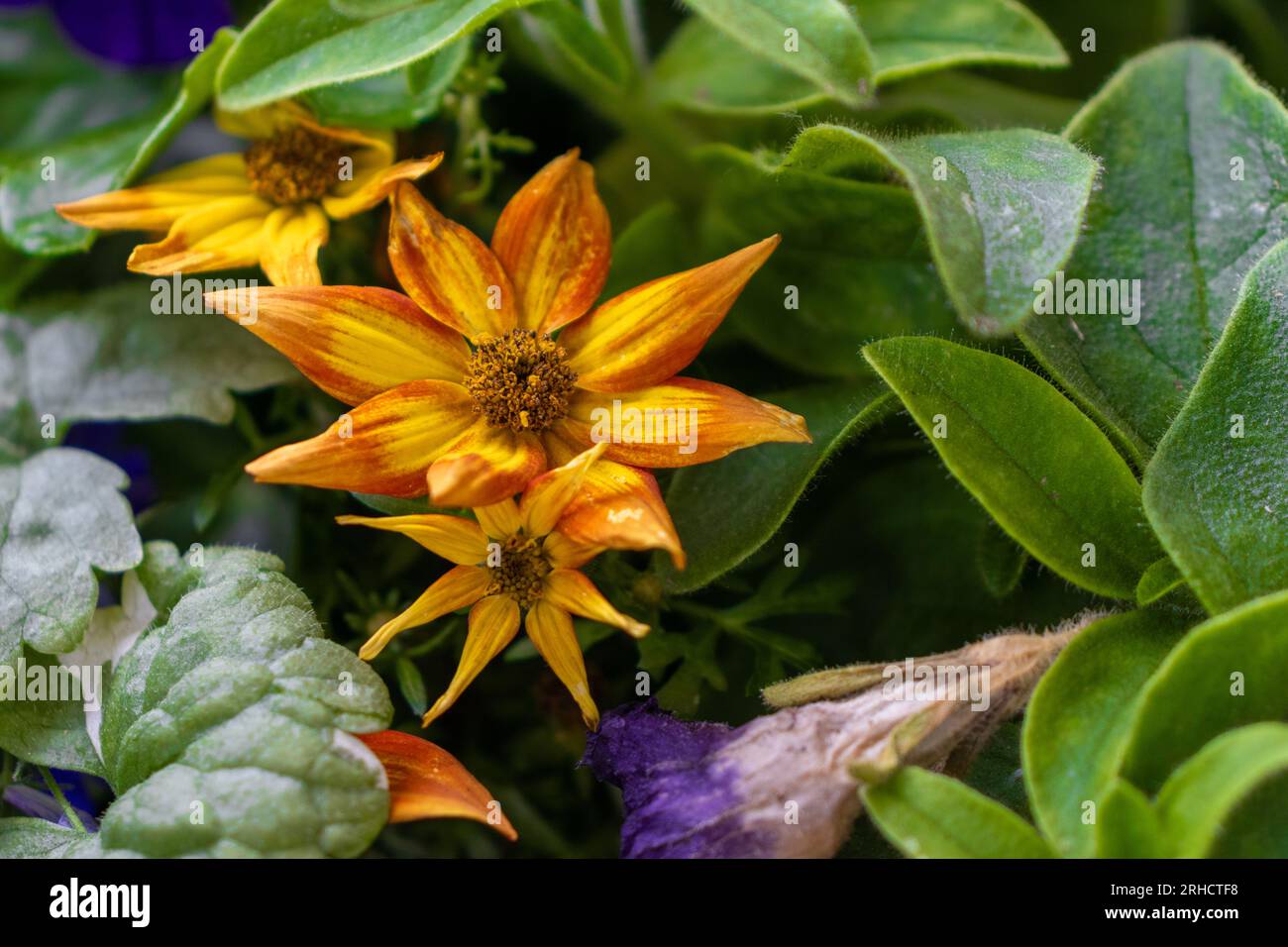 Fiore giallo con punte arancioni e centro marrone - primo piano - foglie verdi e fiori viola e blu sullo sfondo - effetto sfocato - sopra l'angolo Foto Stock