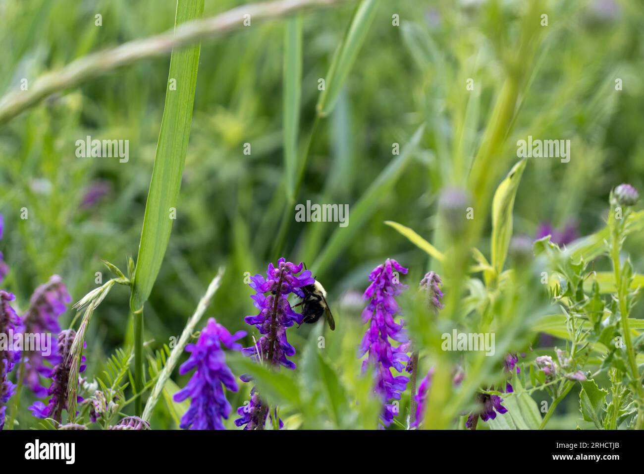 Un'ape su un fiore viola - angolo basso - profondità di campo bassa - ape nera e gialla - fiore viola profondo con piccoli petali - sfondo verde Foto Stock