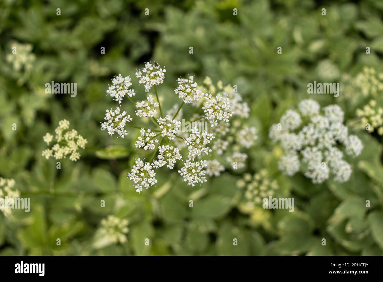 Piccoli fiori bianchi in grappolo piatto - foglie verdi su sfondo sfocato - profondità di campo bassa - fiori a cinque petali Foto Stock
