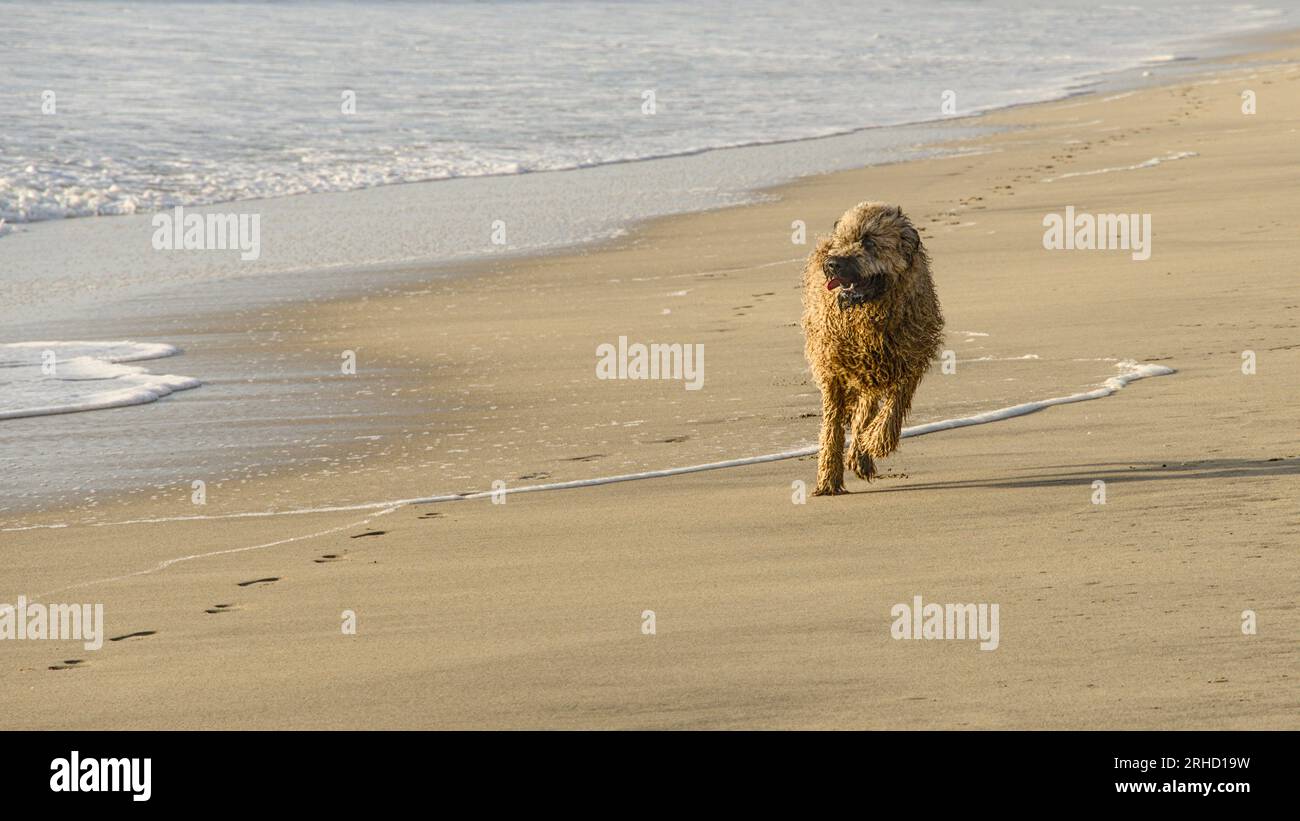 Un cane che corre sulla spiaggia di Half Moon Bay Foto Stock