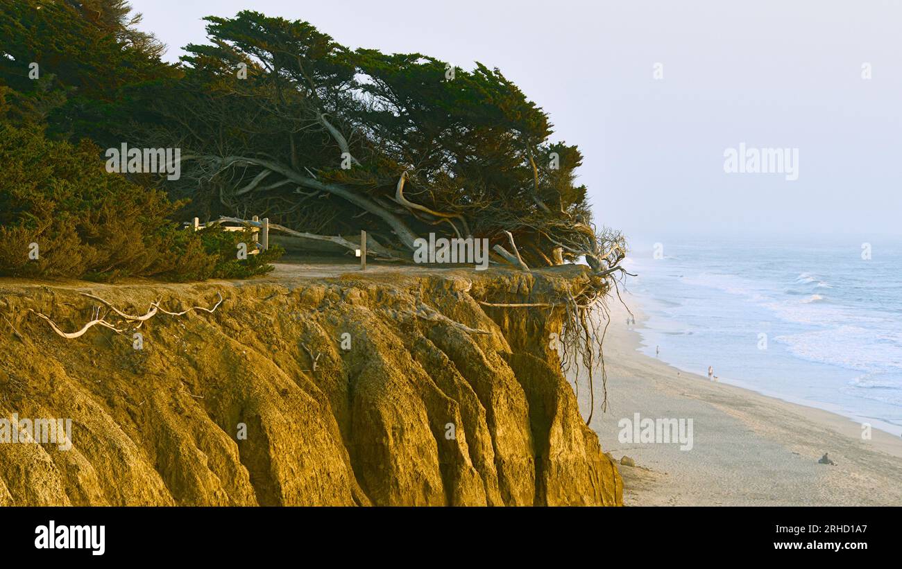 Alberi di cipresso sulla cima della scogliera lungo il sentiero costiero vicino a Half Moon Bay. Foto Stock